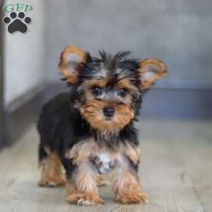 Macie, Yorkie Puppy